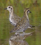 Pacific golden plover | Kuriri. Adults moulting into breeding plumage. South-east Queensland, March 2014. Image © Dorothy Pashniak by Dorothy Pashniak.