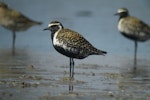 Pacific golden plover | Kuriri. Approaching breeding plumage. Little Waihi estuary, March 2015. Image © Tim Barnard by Tim Barnard.