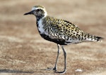 Pacific golden plover | Kuriri. Non-breeding adult. Lord Howe Island, November 2007. Image © Sonja Ross by Sonja Ross.