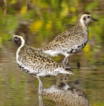 Pacific golden plover | Kuriri. Adults in breeding plumage. South-east Queensland, April 2014. Image © Dorothy Pashniak by Dorothy Pashniak.