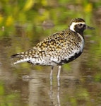 Pacific golden plover | Kuriri. Adult in breeding plumage. South-east Queensland, April 2014. Image © Dorothy Pashniak by Dorothy Pashniak.