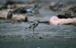 Pacific golden plover | Kuriri. Adult soon after its return to New Zealand. Manawatu River estuary, October 1992. Image © Peter Reese by Peter Reese.