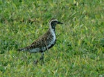 Pacific golden plover | Kuriri. Adult in breeding plumage. Samoa, March 2010. Image © Joke Baars by Joke Baars.