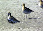 Pacific golden plover | Kuriri. Adult in partial breeding plumage. Manawatu River estuary, March 2008. Image © Alex Scott by Alex Scott.