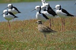 Pacific golden plover | Kuriri. Non-breeding adult with pied stilts. Manawatu River estuary, January 2013. Image © Roger Smith by Roger Smith.