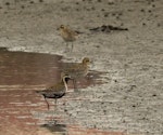 Pacific golden plover | Kuriri. Three birds showing both breeding and non-breeding plumage. Ahuriri estuary, Napier, March 2016. Image © Cheryl Walton by Cheryl Walton.