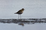 Pacific golden plover | Kuriri. Side view of over-wintering bird showing some breeding plumage. Awarua Bay, July 2013. Image © Glenda Rees by Glenda Rees.