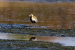 Pacific golden plover | Kuriri. Front view of over-wintering bird showing some breeding plumage. Awarua Bay, July 2013. Image © Glenda Rees by Glenda Rees.