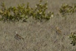 Pacific golden plover | Kuriri. Adults in moult. Mataitai shellbanks, Clevedon-Kawakawa Bay Road. Image © Noel Knight by Noel Knight.