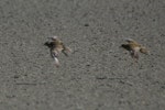 Pacific golden plover | Kuriri. Moulting adults in flight. Mataitai shellbanks, Clevedon-Kawakawa Bay Road. Image © Noel Knight by Noel Knight.