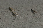 Pacific golden plover | Kuriri. Adults in moult. Mataitai shellbanks, Clevedon-Kawakawa Bay Road. Image © Noel Knight by Noel Knight.