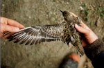 Pacific golden plover | Kuriri. Caught at roost site at night. Curtis Island, October 1989. Image © Graeme Taylor by Graeme Taylor.