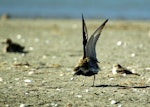 Pacific golden plover | Kuriri. Adult in breeding plumage with wings raised. Manawatu River estuary, March 2007. Image © Alex Scott by Alex Scott.