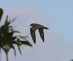 Pacific golden plover | Kuriri. Adult in flight. Raoul Island, Kermadec Islands, January 2009. Image © Gareth Rapley by Gareth Rapley.