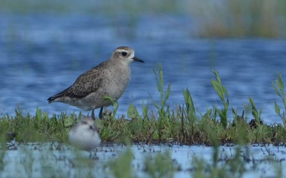 American golden plover. Non-breeding plumage. Kaituna, Maketu, February 2011. Image © Tim Barnard by Tim Barnard.