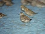 American golden plover. Non-breeding plumage. Little Waihi estuary, February 2011. Image © Tim Barnard by Tim Barnard.