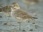 American golden plover. Non-breeding plumage. Little Waihi estuary, February 2011. Image © Tim Barnard by Tim Barnard.