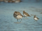 American golden plover. Non-breeding plumage. Little Waihi estuary, February 2011. Image © Tim Barnard by Tim Barnard.