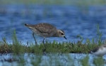 American golden plover. Non-breeding plumage. Kaituna, Maketu, February 2011. Image © Tim Barnard by Tim Barnard.