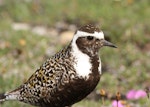 American golden plover. Adult in breeding plumage. Seward Peninsula, Alaska, June 2009. Image © Craig Steed by Craig Steed.