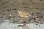 American golden plover. Immature. Illinois, October 2007. Image © Jim Denny by Jim Denny.