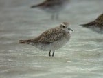 American golden plover. Non-breeding plumage. Little Waihi estuary, January 2011. Image © Tim Barnard by Tim Barnard.