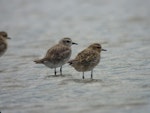 American golden plover. Non-breeding plumage (on left) with Pacific golden plover. Little Waihi estuary, January 2011. Image © Tim Barnard by Tim.