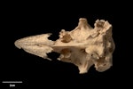 Mantell's moa | Moa ruarangi. Skull (ventral). Te Papa S.036627. Hukanui, Hawke's Bay, January 1998. Image © Te Papa.