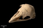 Mantell's moa | Moa ruarangi. Skull (oblique). Te Papa S.036627. Hukanui, Hawke's Bay, January 1998. Image © Te Papa.