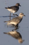 Grey plover. Two birds in non-breeding plumage. Quivira National Wildlife Refuge, Kansas, USA, October 2015. Image © David A. Rintoul by David A. Rintoul.