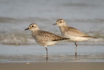 Grey plover. Adults, non breeding. Warrington Beach, Otago, December 2006. Image © Craig McKenzie by Craig McKenzie.