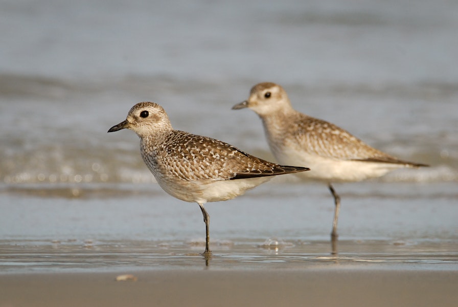 Grey plover. Adults, non breeding. Warrington Beach, Otago, December 2006. Image © Craig McKenzie by Craig McKenzie.