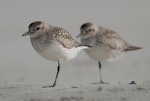 Grey plover. Adults, non-breeding. Warrington Beach, Otago, December 2006. Image © Craig McKenzie by Craig McKenzie.