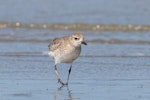 Grey plover. Non-breeding adult. Whanganui River estuary, October 2019. Image © Imogen Warren by Imogen Warren.