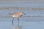 Grey plover. Non-breeding adult. Whanganui River estuary, October 2019. Image © Imogen Warren by Imogen Warren.