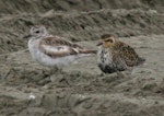 Grey plover. Adult in moult (on left, with Pacific golden plover). Foxton Beach, March 2008. Image © Duncan Watson by Duncan Watson.