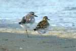 Grey plover. Adult in nonbreeding plumage (left) with Pacific golden plover. Manawatu River estuary, April 2008. Image © Alex Scott by Alex Scott.