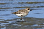 Grey plover. Adult in non-breeding plumage. Whanganui River, October 2019. Image © Duncan Watson by Duncan Watson.