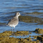 Grey plover. Nonbreeding adult. Coffin Bay NP, SA, Australia, March 2015. Image © Mark Lethlean by Mark Lethlean.