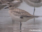 Grey plover. Non-breeding plumage. Maketu estuary, February 2004. Image © Tim Barnard by Tim Barnard.