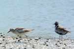 Grey plover. Non-breeding adult (left) with Pacific golden plover in breeding plumage. Manawatu River estuary, March 2008. Image © Alex Scott by Alex Scott.