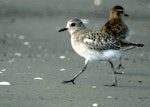 Grey plover. Non-breeding adult (left) with Pacific golden plover behind. Manawatu River estuary, April 2008. Image © Alex Scott by Alex Scott.