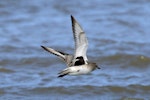 Grey plover. Adult in flight, non-breeding plumage, showing the diagnostic black axillaries. Whanganui River, October 2019. Image © Duncan Watson by Duncan Watson.