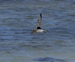 Grey plover. Non-breeding adult in flight, showing black axillaries. Mauritius, February 2016. Image © Colin Miskelly by Colin Miskelly.