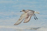 Grey plover. Nonbreeding adult in flight. Cape Arid NP, WA, Australia, March 2015. Image © Mark Lethlean by Mark Lethlean.