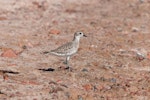 Grey plover. Non-breeding adult. Egypt, Sinay, Dahab, December 2009. Image © Sergey Yeliseev by Sergey Yeliseev.