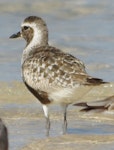 Grey plover. Adult in partial breeding plumage. Inskip Point, South-east Queensland, September 2010. Image © Dorothy Pashniak by Dorothy Pashniak.