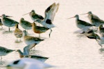 Grey plover. Non-breeding adult showing black axillaries (with bar-tailed godwits, lesser knot and Pacific golden plover). Manawatu River estuary, March 2008. Image © Alex Scott by Alex Scott.