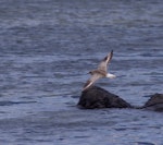 Grey plover. Non-breeding adult in flight. Mauritius, February 2016. Image © Colin Miskelly by Colin Miskelly.