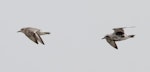 Grey plover. Two birds in flight, one showing the diagnostic black axillaries. Yalu Jiang National Nature Reserve, China, April 2010. Image © Phil Battley by Phil Battley.